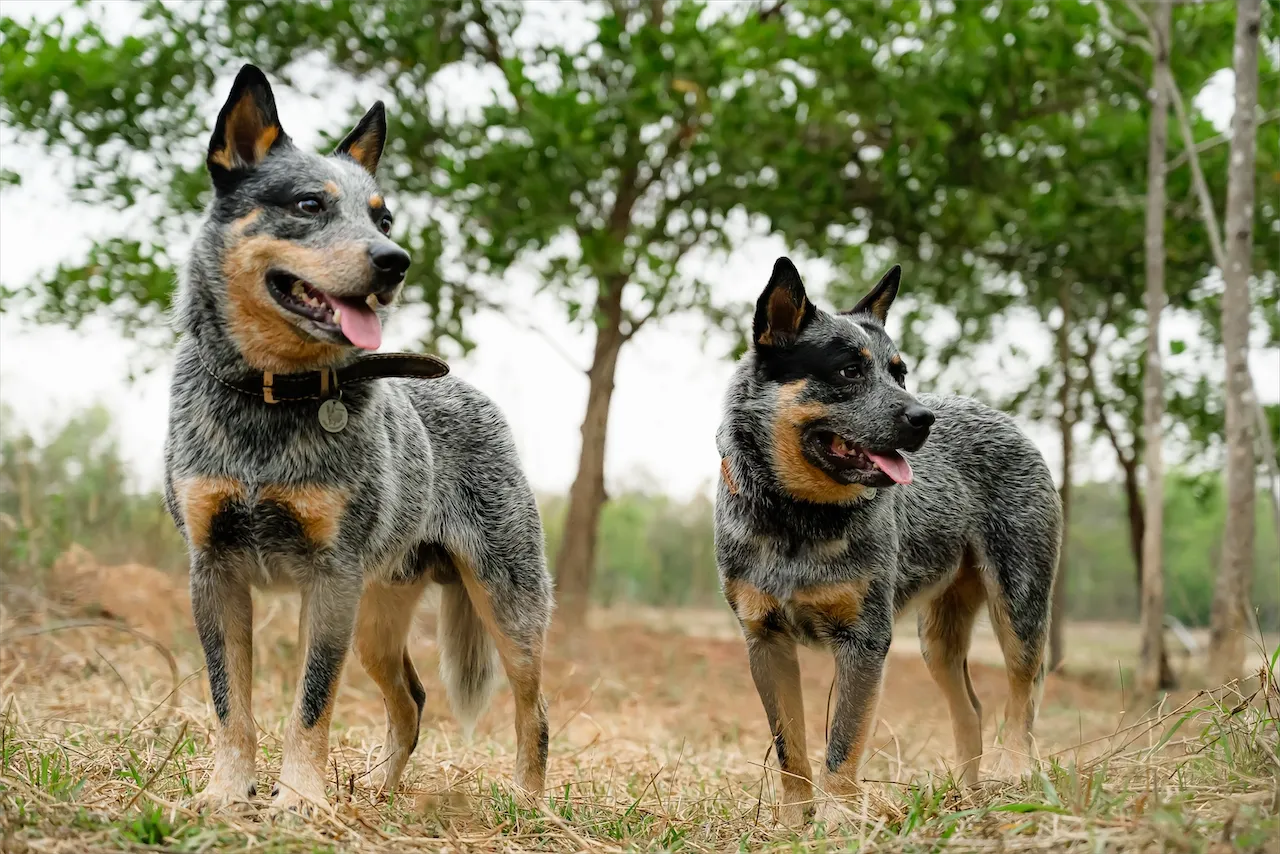 ลูกสุนัขชุดใหม่จาก Rebel & Barra ในเดือนมีนาคม 2026