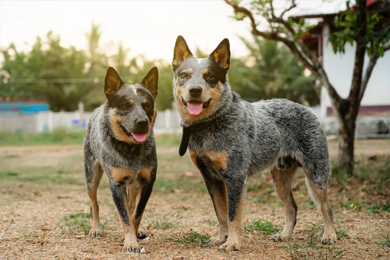 สุนัขแคตเทิลด็อกสองตัว ยืนอยู่กลางแจ้งในบรรยากาศธรรมชาติ ท่าทางตื่นตัว