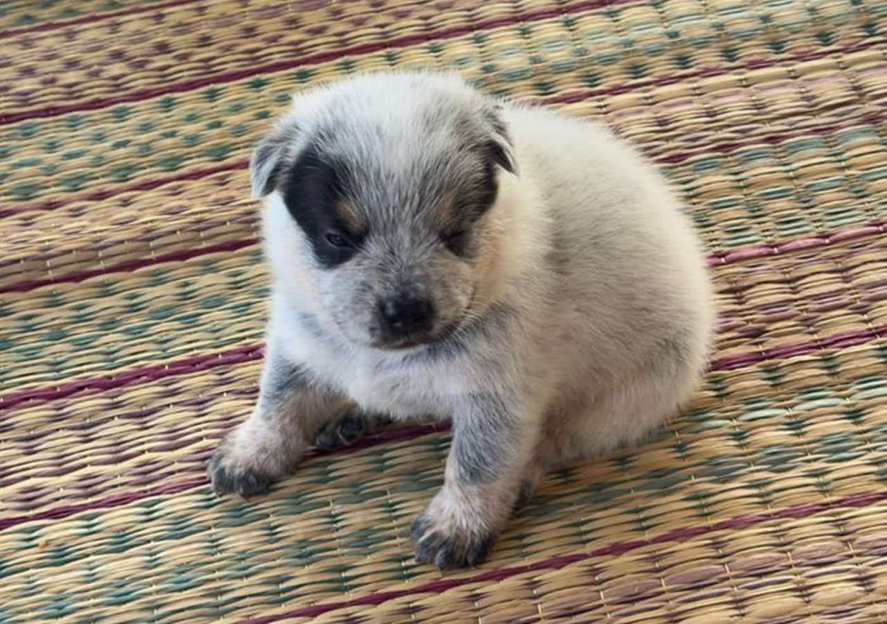 น้องยังรอครอบครัวใหม่ที่จะพาไปอยู่บ้านที่แสนอบอุ่นอยู่นะคะ