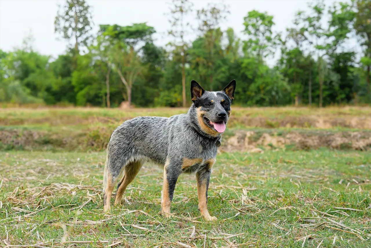 An Australian Cattle Dog standing alone in a wide, open field in Thailand — alert, focused, and full of purpose.