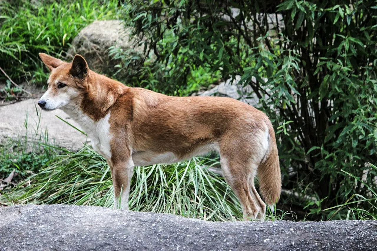 A wild dingo standing tall on a rock in the Australian outback — alert, confident, and surrounded by rugged wilderness.