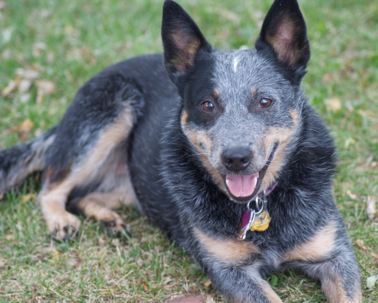The Australian Cattle Dog (ACD) is an exceptionally versatile breed that shines as both a guard and family dog.