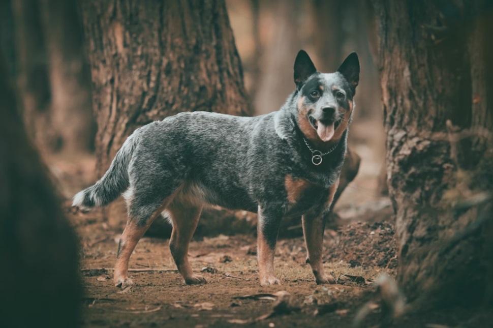 Short-haired black and white dog standing on dry brown ground during daytime.