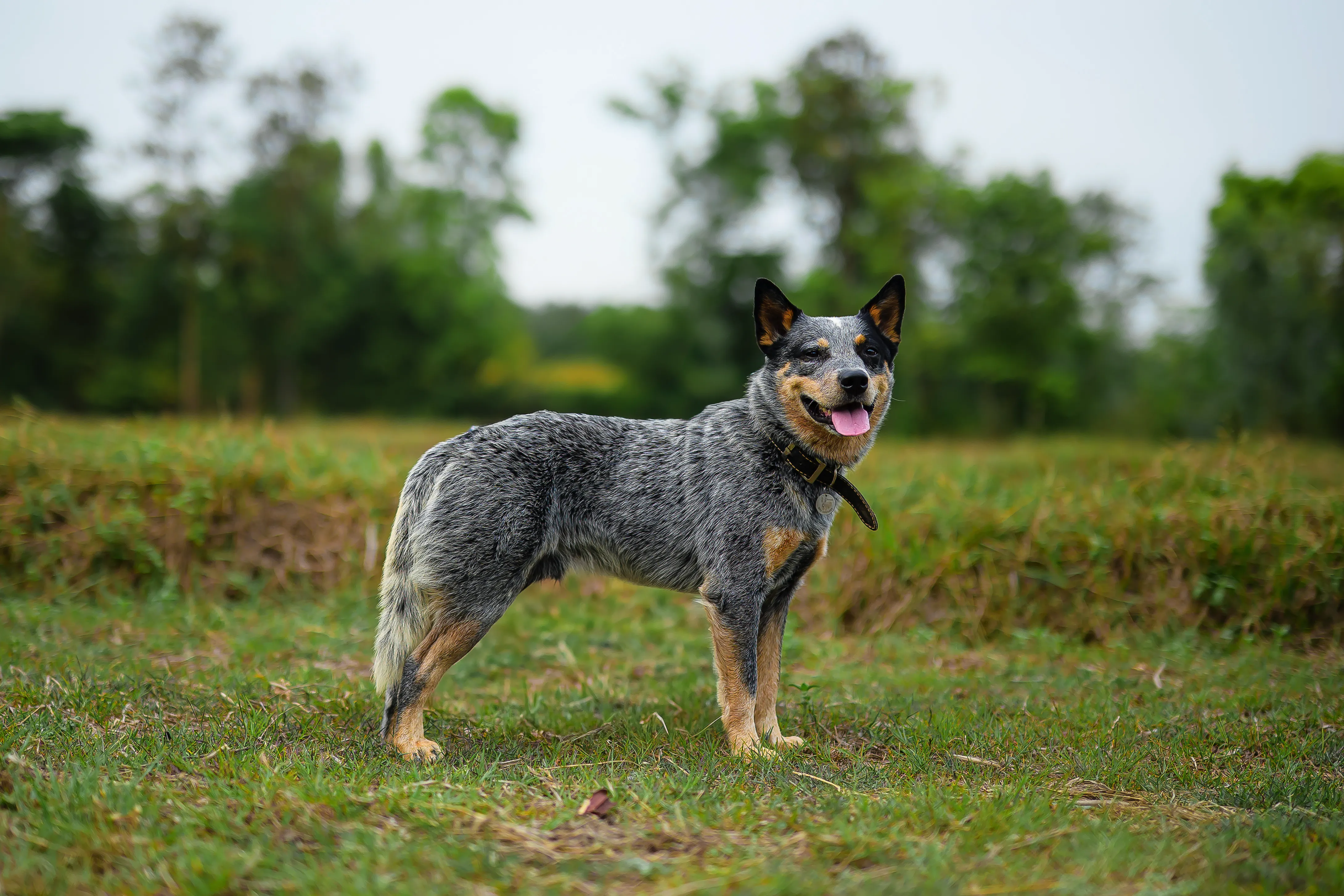 Australian Cattle Dog standing in a field, looking directly at the camera with alert expression.