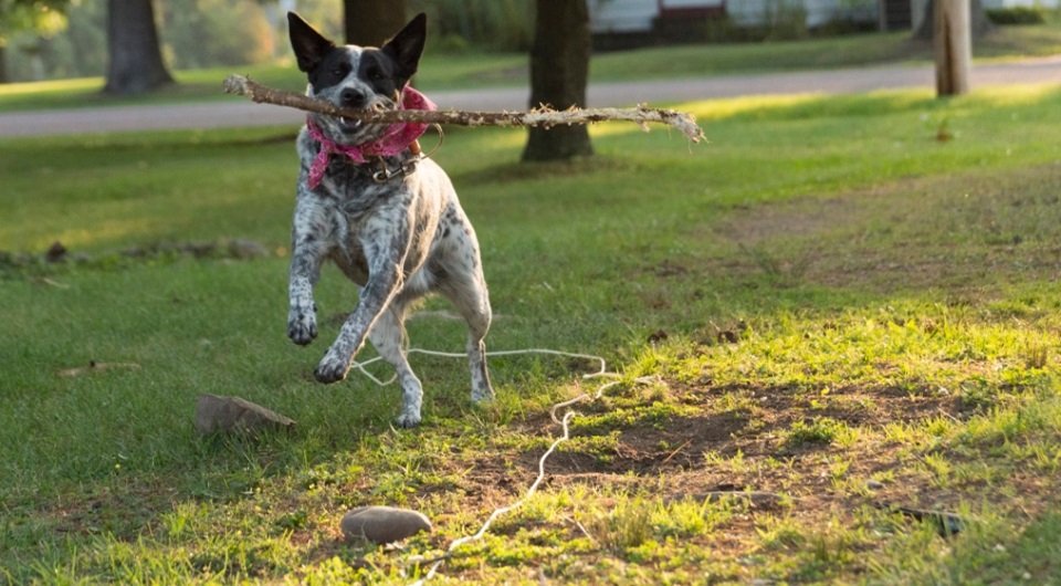 Training and Activities for the Dogs