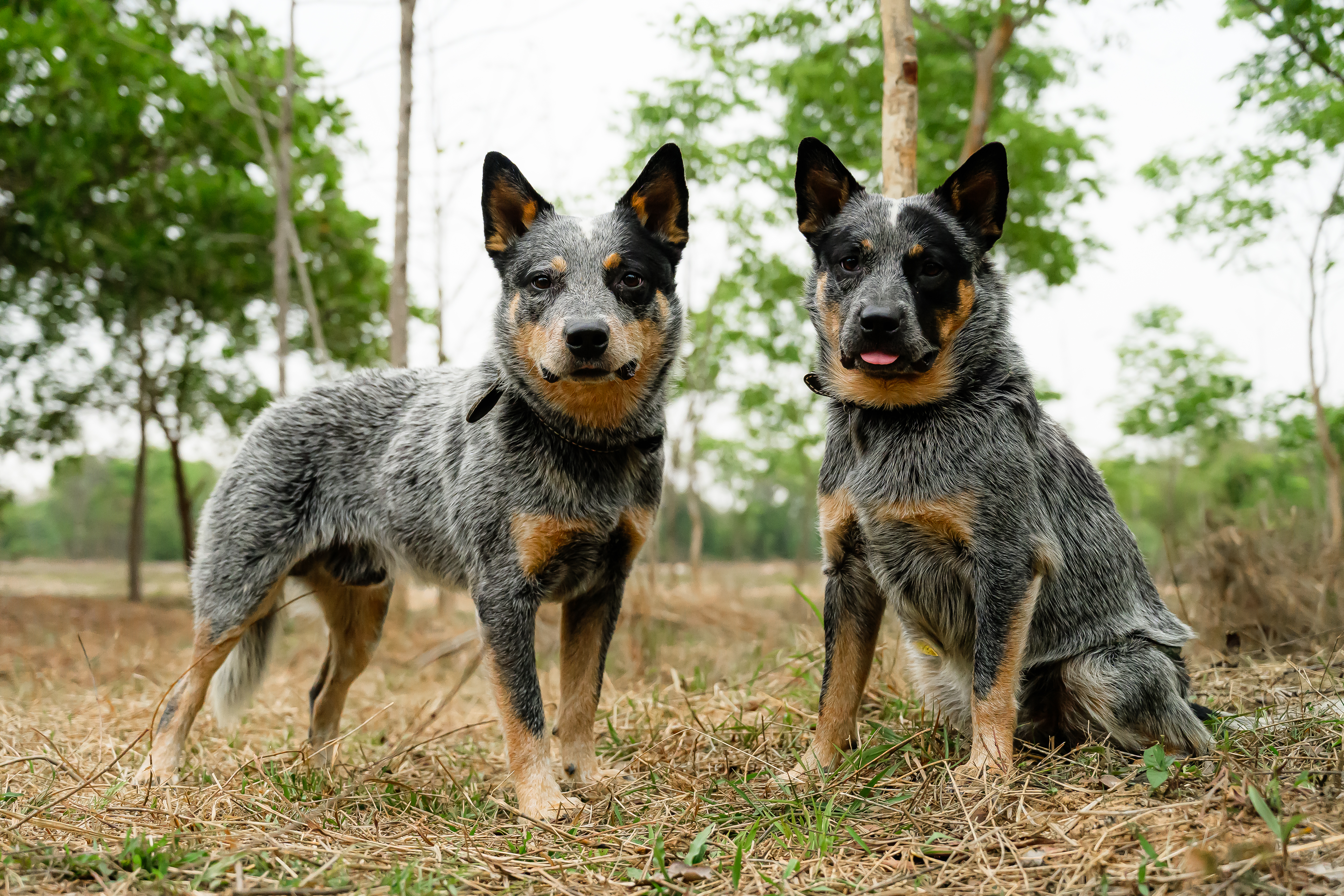 Two Australian Cattle Dogs standing in a natural field, looking directly at the camera with alert expressions.
