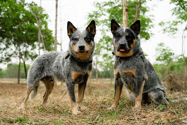 Two Australian Cattle Dogs standing in a natural field, looking directly at the camera with alert expressions.