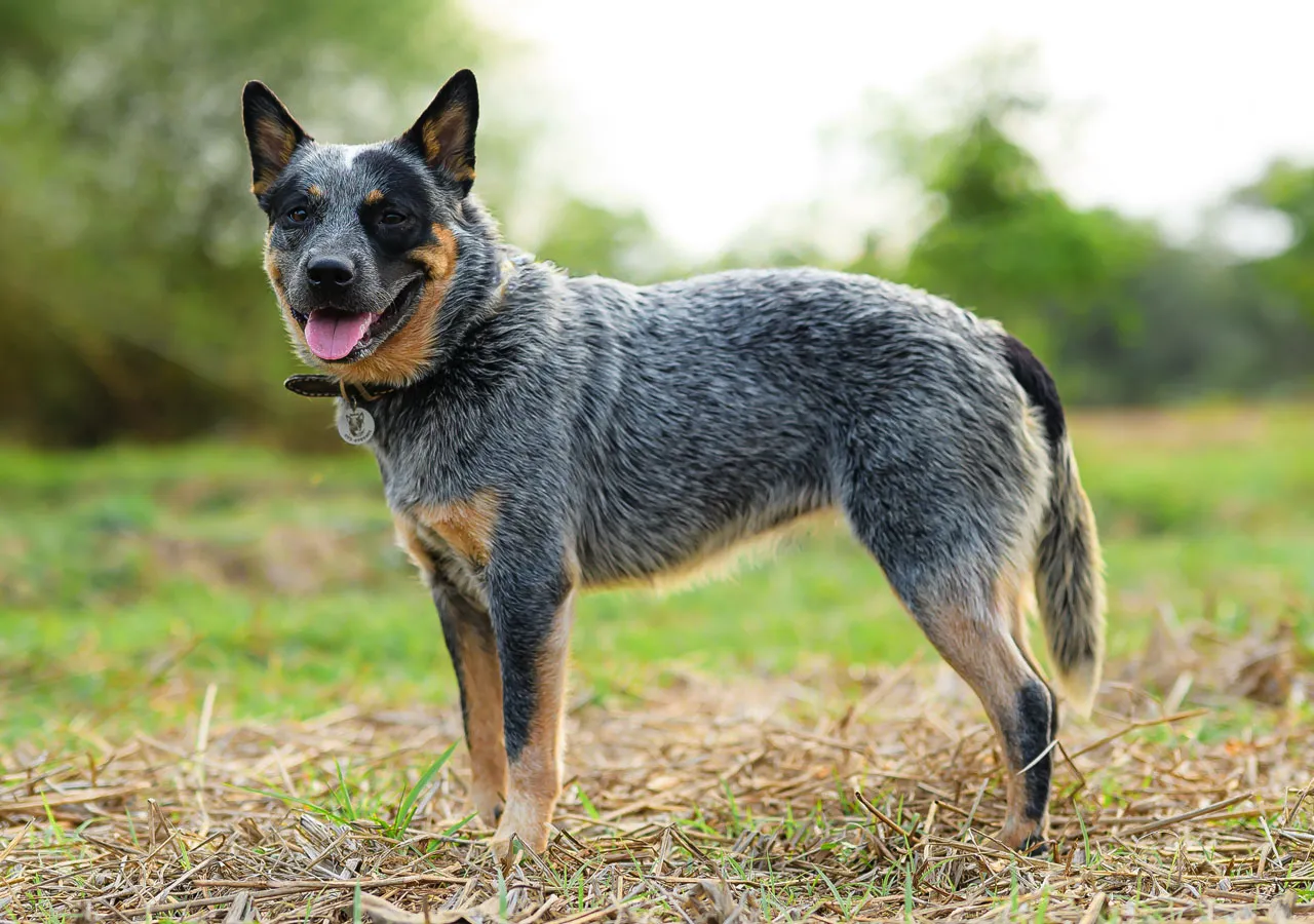 ภาพสุนัขพันธุ์ออสเตรเลียนแคตเทิลด็อกในไทย อยู่ในท่าทางที่ตื่นตัวและตั้งใจจดจ่อ สะท้อนถึงความฉลาดและความซื่อสัตย์