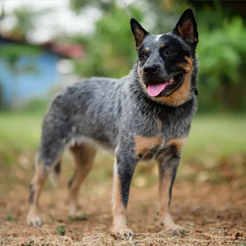 สุนัขพันธุ์ออสเตรเลียนแคตเทิลด็อกนั่งอย่างตื่นตัว ใบหูตั้งตรง แสดงสีหน้าจดจ่อ