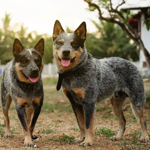 สุนัขพันธุ์ออสเตรเลียนแคตเทิลด็อกสองตัว ยืนเคียงข้างกันอย่างตื่นตัว ท่ามกลางบรรยากาศกลางแจ้ง