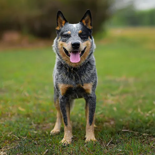 สุนัขพันธุ์ออสเตรเลียนแคตเทิลด็อกจ้องตรงมาที่กล้องด้วยท่าทางตั้งใจและมุ่งมั่น